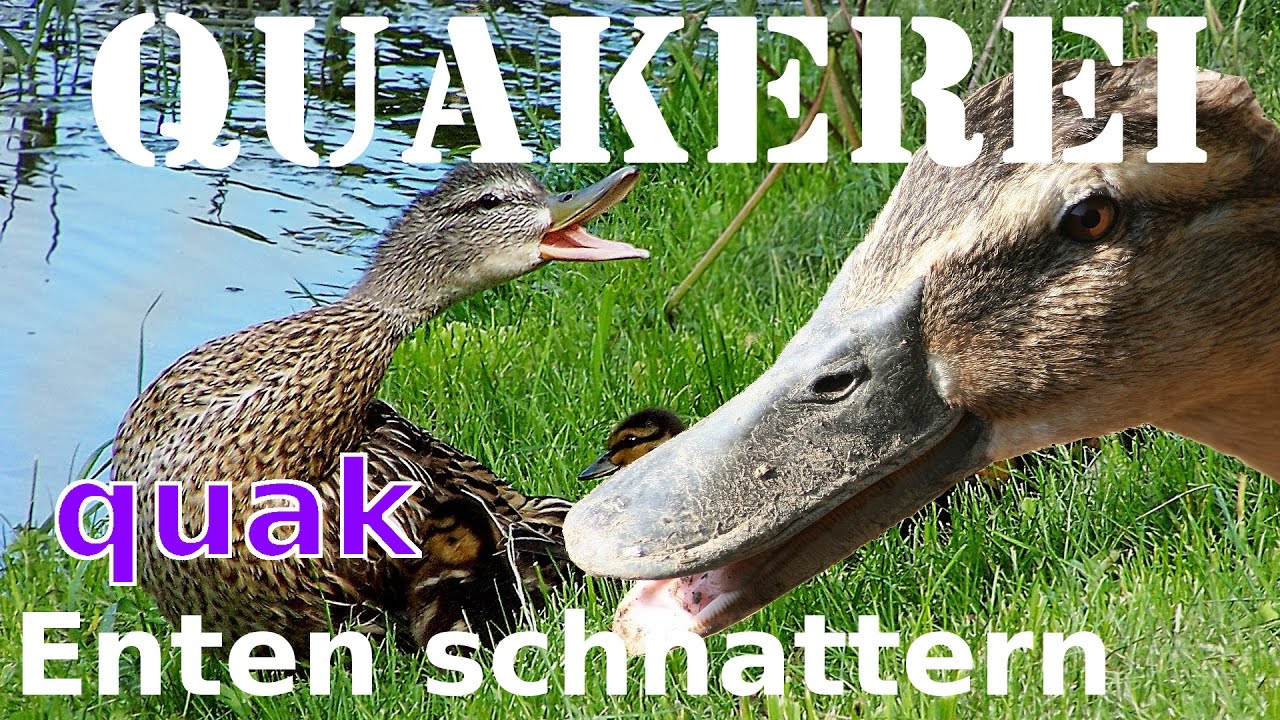 Enten quaken - QUAKEREI - Enten beim schnattern und quaken